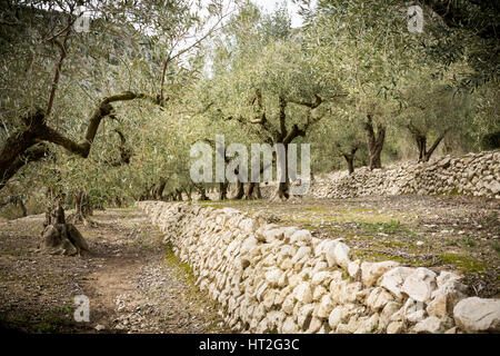 Olivi su terrazze in Costa Blanca, Spagna, Europa. Foto Stock