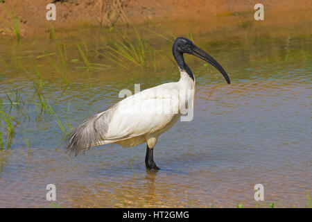 Bianco Ibis Foto Stock