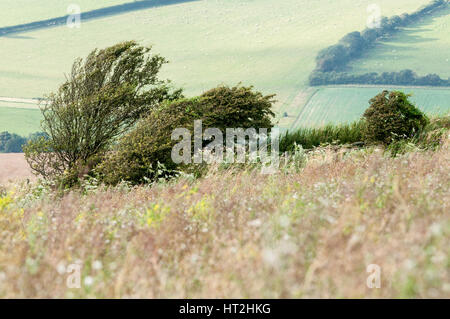 Alberi spazzate dal vento su South Downs hillside su scrub e selvaggia e piante Foto Stock