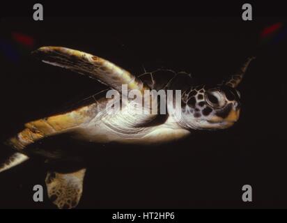 Tartaruga Caretta, (Caretta caretta), XX secolo. Artista: CM Dixon. Foto Stock