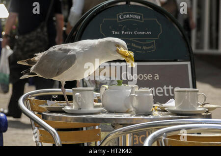 Un gabbiano ruba un pasto da una tabella di caffè Foto Stock