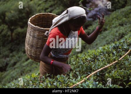 Tea-Picker Tamil, vicino a ovest, Haputale, Sri Lanka, xx secolo. Artista: CM Dixon. Foto Stock