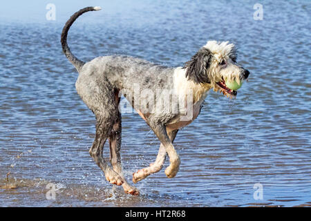 Formby, Merseyside. 6 Mar, 2017. Regno Unito Meteo. Cani al giorno fuori. Il buon vecchio Sheepdog inglese 'Bella' avente un grande tempo fino al mare di Formby sulla spiaggia di Merseyside. La Old English Sheepdog è una grande razza di cane che è stato sviluppato in Inghilterra a partire da inizio imbrancandosi tipi di cane. Credito: Cernan Elias/Alamy Live News Foto Stock