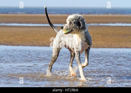 Formby, Merseyside. 6 Mar, 2017. Regno Unito Meteo. Cani al giorno fuori. Il buon vecchio Sheepdog inglese 'Bella' avente un grande tempo fino al mare di Formby sulla spiaggia di Merseyside. La Old English Sheepdog è una grande razza di cane che è stato sviluppato in Inghilterra a partire da inizio imbrancandosi tipi di cane. Credito: Cernan Elias/Alamy Live News Foto Stock