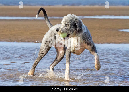 Formby, Merseyside. 6 Mar, 2017. Regno Unito Meteo. Cani al giorno fuori. Il buon vecchio Sheepdog inglese 'Bella' avente un grande tempo fino al mare di Formby sulla spiaggia di Merseyside. La Old English Sheepdog è una grande razza di cane che è stato sviluppato in Inghilterra a partire da inizio imbrancandosi tipi di cane. Credito: Cernan Elias/Alamy Live News Foto Stock