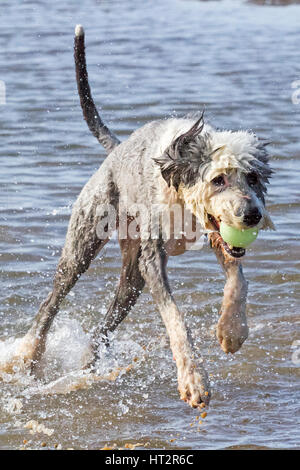 Formby, Merseyside. 6 Mar, 2017. Regno Unito Meteo. Cani al giorno fuori. Il buon vecchio Sheepdog inglese 'Bella' avente un grande tempo fino al mare di Formby sulla spiaggia di Merseyside. La Old English Sheepdog è una grande razza di cane che è stato sviluppato in Inghilterra a partire da inizio imbrancandosi tipi di cane. Credito: Cernan Elias/Alamy Live News Foto Stock