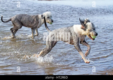 Formby, Merseyside. 6 Mar, 2017. Regno Unito Meteo. Cani al giorno fuori. Il buon vecchio Sheepdog inglese 'Bella' avente un grande tempo fino al mare di Formby sulla spiaggia di Merseyside. La Old English Sheepdog è una grande razza di cane che è stato sviluppato in Inghilterra a partire da inizio imbrancandosi tipi di cane. Credito: Cernan Elias/Alamy Live News Foto Stock