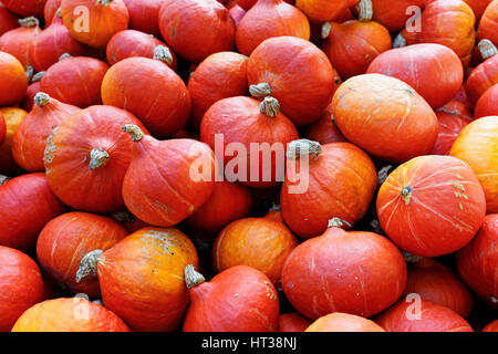 Red kuri squash (Cucurbita maxima), Squash, Germania Foto Stock