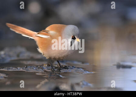 Barbuto reedling (Panurus biarmicus), maschio in acqua, Bassa Sassonia, Germania Foto Stock