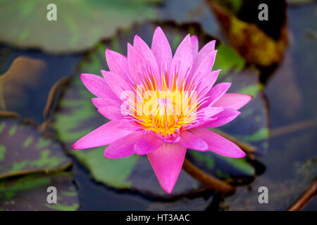 Fiore di loto (Nelumbo), Lotus, Lotus blossom, Singapore Foto Stock