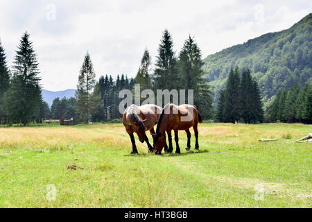 Bellissimi cavalli in natura Foto Stock