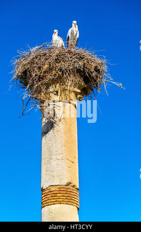 Cicogne su un pilastro della Basilica Romana a Volubilis, Marocco Foto Stock