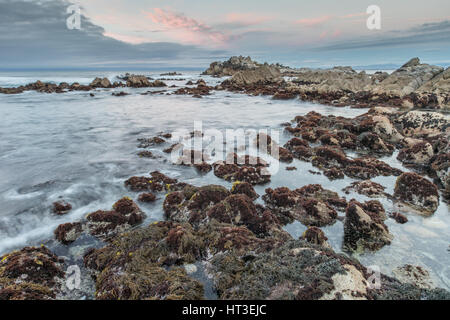 Costa rocciosa tramonto a stato Asilomar Beach Foto Stock