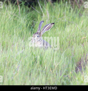 Nero-tailed Jackrabbit - Lepus californicus Foto Stock