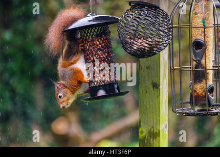 Un Rosso scoiattolo (Sciurus vulgaris) mangiare noccioline da uno scoiattolo a prova di alimentatore di sementi appeso una tabella di uccelli in un giardino interno. Anglesey Wales UK Foto Stock
