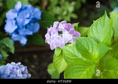 Set di boccioli di fiori su bussole di sfumature pastello Foto Stock