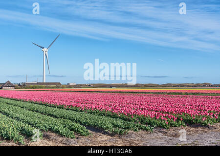 Multicolore di campi di tulipani in background il mulino a vento Foto Stock