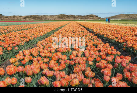 Multicolore di campi di tulipani nel nord della provincia dell'Olanda Settentrionale, Paesi Bassi Foto Stock