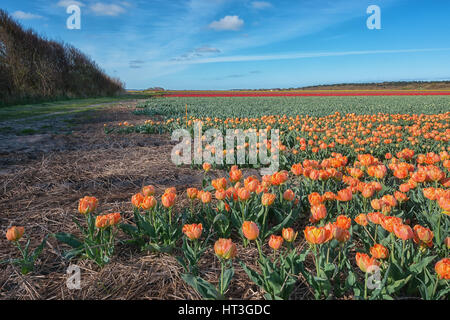 Multicolore di campi di tulipani nel nord della provincia dell'Olanda Settentrionale, Paesi Bassi Foto Stock