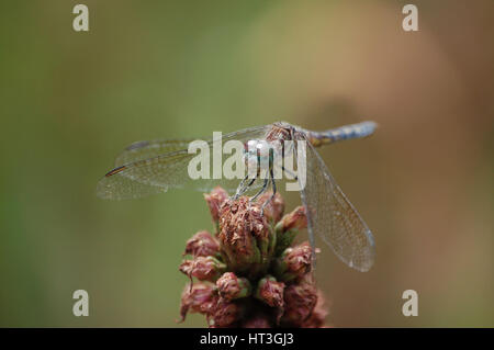 Libellula appoggiata su di un fiore appassito Foto Stock