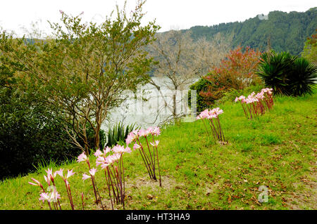 Fiori di colore rosa di Belladonna Lily, Amaryllis belladonna, in ottobre dal Lago di Furnas, isola Sao Miguel, Azzorre Foto Stock