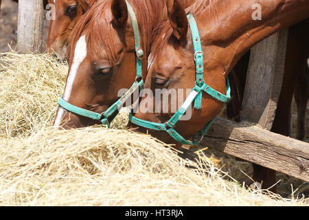 Due dei cavalli giovani mangiare fieno in azienda Foto Stock