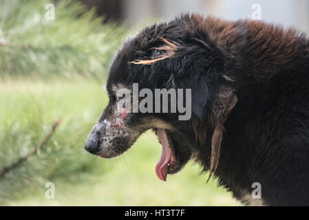 Cane malato con rogna sarcoptica / la scabbia Foto Stock