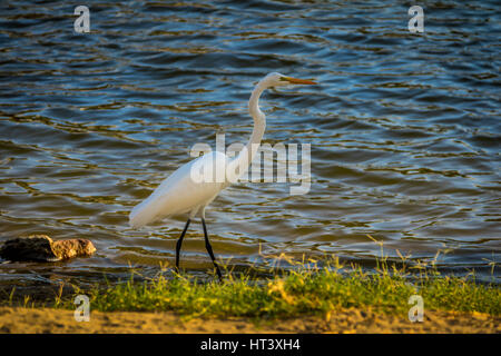 Bianco airone bianco maggiore (Ardea alba), sulle sponde di un lago. Foto Stock