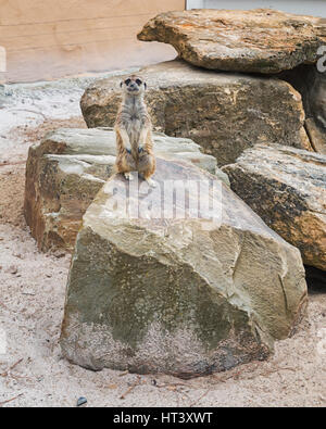 Meerkats su una roccia in un parco Mondo Verde, Paesi Bassi. Foto Stock