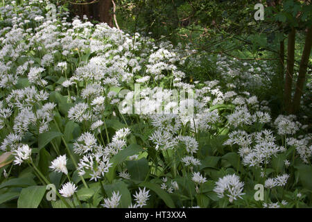 Ramsons o aglio selvatico, Alium ursinum, massa di fiori che crescono nel bosco. Presa può. La Knapp Riserva Naturale, Worcestershire, Regno Unito. Foto Stock