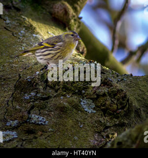 Femmina Lucherino eurasiatico in un albero, nello Yorkshire, Regno Unito Foto Stock