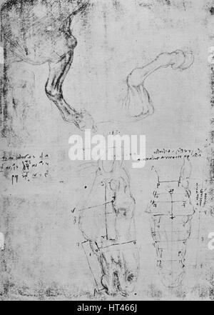 "Studi di cavalli' Fore-Legs e misurato di disegni di cavalli' capi', C1480 (1945). Artista: Leonardo da Vinci. Foto Stock