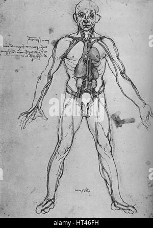 'L'disegnata come una figura anatomica per mostrare il cuore, polmoni e arterie principali', C1480 (1945). Artista: Leonardo da Vinci. Foto Stock