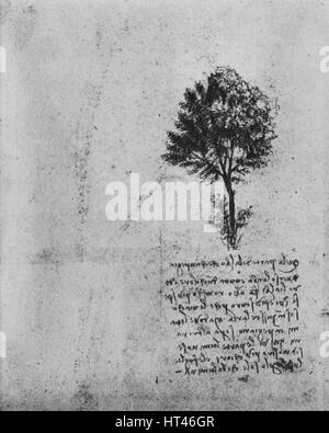 " Studio di un albero', C1480 (1945). Artista: Leonardo da Vinci. Foto Stock