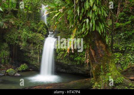 JUAN DIEGO cascate El Yunque National Forest RIO GRANDE PUERTO RICO Foto Stock