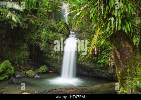 JUAN DIEGO cascate El Yunque National Forest RIO GRANDE PUERTO RICO Foto Stock