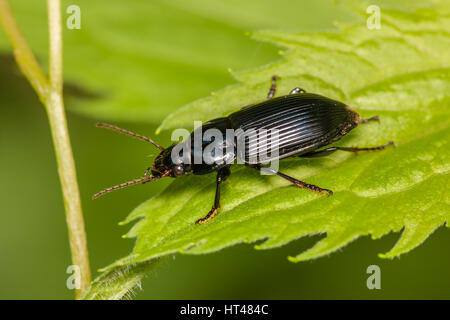 Una massa Beetle (Anisodactylus melanopus) posatoi su una foglia. Foto Stock