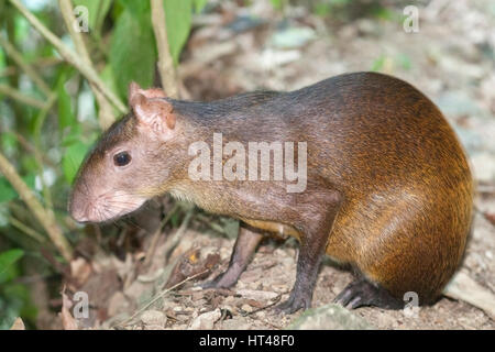 America centrale (agouti Dasyprocta punctata) sulla penisola di Osa Foto Stock