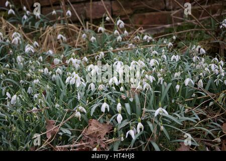 Un mazzetto di fiori snowdrop accanto a un muro di mattoni in primavera Foto Stock