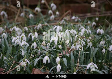 Un mazzetto di fiori snowdrop accanto a un muro di mattoni in primavera Foto Stock