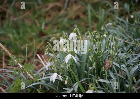 Un mazzetto di fiori snowdrop accanto a un muro di mattoni in primavera Foto Stock