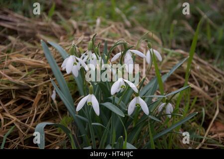 Un mazzetto di fiori snowdrop accanto a un muro di mattoni in primavera Foto Stock