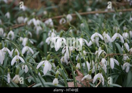 Un mazzetto di fiori snowdrop accanto a un muro di mattoni in primavera Foto Stock