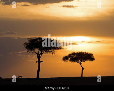 Profilo iconico di adulto ghepardo (Acinonyx jubatus) camminando sulla skyline con alberi stagliano dal tramonto dorato al Mara Conservancies, Kenya Africa Foto Stock