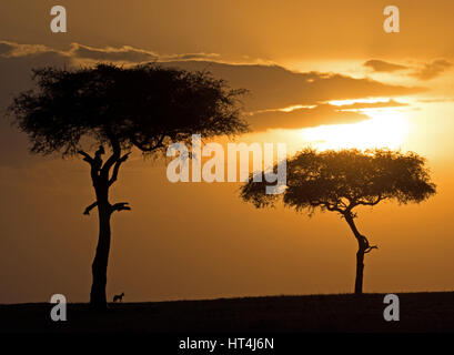 Nero-backed Jackal (Canis mesomelas) permanente sulla skyline con alberi stagliano da golden sunset in Mara Conservancies, maggiore Mara, Kenya Africa Foto Stock