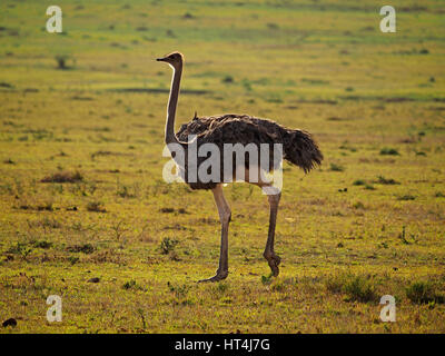 Femmina struzzo comune (Struthio camelus) la caccia in breve pianura erbosa al Mara Conservancies, maggiore Mara, Kenya Africa Foto Stock