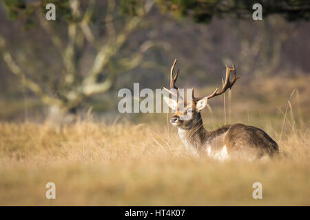 Daini (Dama Dama) stag camminando in un prato giallo. I colori della natura sono chiaramente visibili sullo sfondo, messa a fuoco selettiva è utilizzata. Foto Stock