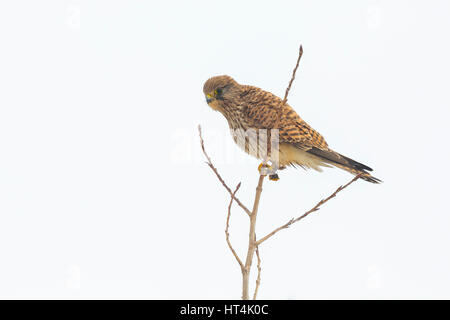 Closeup ritratto di un comune femmina gheppio (Falco tinnunculus) appoggiato su un ramo di un albero alto Foto Stock