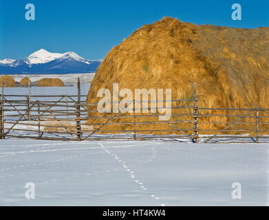 pile di fieno nella valle alta del buco grande sotto la catena di anaconda vicino a saggezza, montana Foto Stock