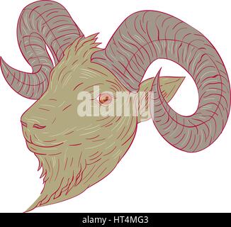 Disegno stile di disegno illustrativo di una capra di montagna testa di ariete guardando al lato impostato su isolato sullo sfondo bianco. Illustrazione Vettoriale